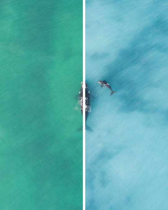 Coastal Blues - Two Pack