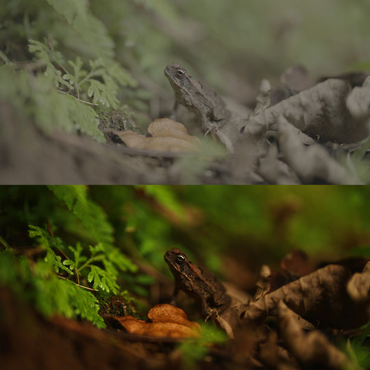 Sony LUTs